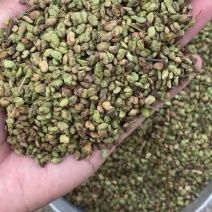秋季新采黄栌种子