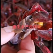湖北洪湖带卵种虾大量出售！！！！！！！！！