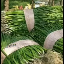 小葱，葱苗。钢葱晚抽一本，大葱苗，净葱可供应各大超市市场