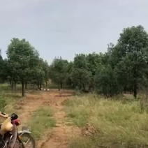 15-22公分截杆香樟。有需要的老板可以联系。质量保证。