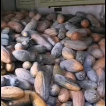 南瓜，露地密木南瓜