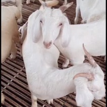 美国白山羊出售中要的联系