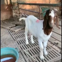 波尔山羊出售中要的联系我