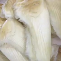 鱼翅乌骨鱼翅新鲜干度好口感细腻胶质多酒店餐饮月子中心食材