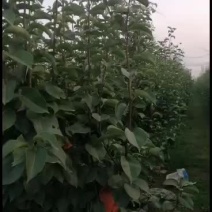 晚秋黄梨，水分足，非常甜！