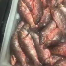 鲤鱼冻鲤鱼出售量大新鲜
