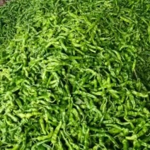 小皱皮，红线椒，青线椒已上市
