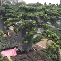 福建批发造型台湾松蓝羽罗汉松罗汉松价格造型罗汉松盆景