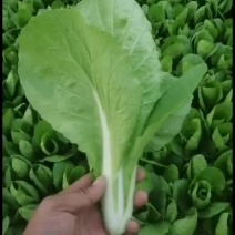 产地直供精品快菜，需要的老板欢迎联系长年代收代办，大量供应