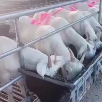 美国白山羊出售中要的联系