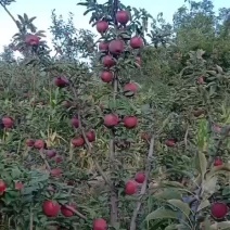 红星苹果