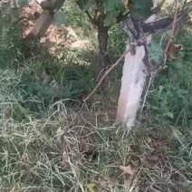 占地树苗占地葡萄树大量