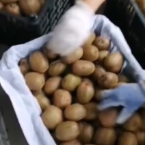 黄心猕猴桃大量上市中，有需要的客商快和我联系。
