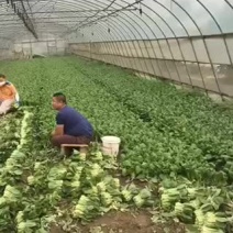 菜苔……一年四季永不断货