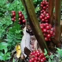 高黎贡山自然公园，新鲜草果出售！大量批发！需要的赶紧联系