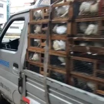 精品肉鸽、专业批发、保质保量、提供鸽子产业一条龙服务。