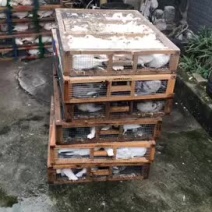 精品肉鸽、专业批发、保质保量、提供鸽子产业一条龙服务。