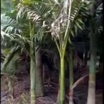 福建批发精品假槟榔假槟榔树种植基地假槟榔批发直销价格