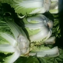 辽宁凌海30000短棵黄心白菜大量上市