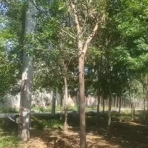 大量供应大小规格速生白蜡栾树