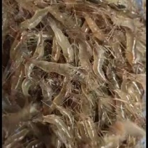 小号河虾，本地货每天早上刚从江里上来的