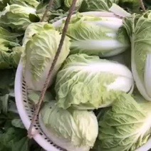 正中矮棵夏阳白菜上市了