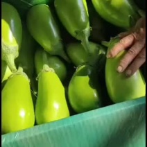 青茄，茄果类。精品小茄子