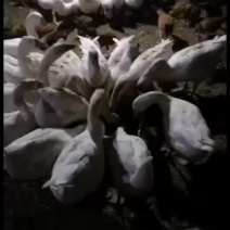 活禽三花鹅，纯自己生态饲养