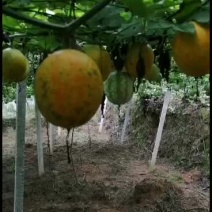 吊瓜子，贵州高原吊瓜子