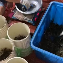 大闸蟹批发零售真诚合作