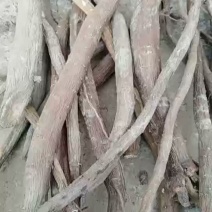 内蒙新货赤芍统货量大从优