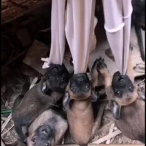 精品马犬价格亲民，欢迎：你的到来