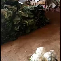 甘蓝叶子甘蓝货量大