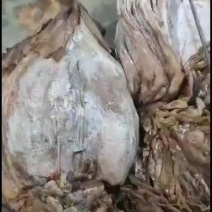 朝鲜鱿鱼干朝鲜大OK