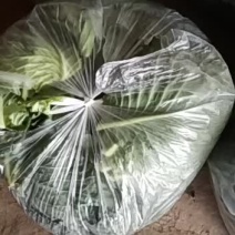 甘蓝大叶子浆水厂可用联系联