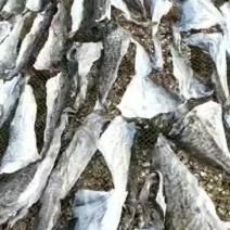鱼皮深海鱼皮水产干货鱼皮