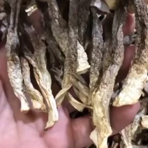 鹿茸菇产地直销不含硫品质保证可视频看货