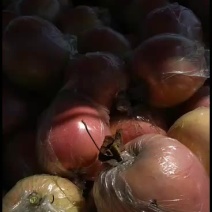 水果中秋王苹果要的联系