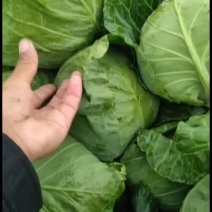 精品精品精品中精品甘蓝