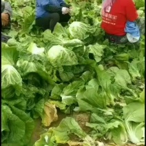供应辽宁凌海6666亩玲珑黄黄心白菜火热预定中