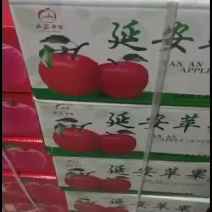 陕西省延安市红田富士