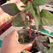 世纪红大量供应草花小苗