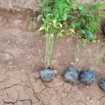 棣棠小苗大量供应各种草花小苗