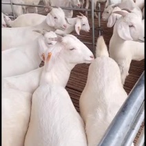 头胎怀孕大白羊出售中要的联系