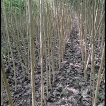 丹红杨树苗又名丹阳红