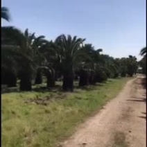 加拿利海枣全国种植基地福建精品加拿利海枣产地直销批发价