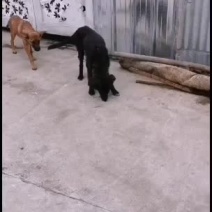 马犬出售，家中无处散养