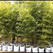 竹苗精品大土球青竹苗