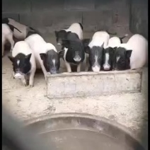 巴马香猪出售中要的联系