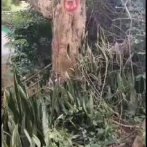 蓝花楹米径80公分，可做大骨架